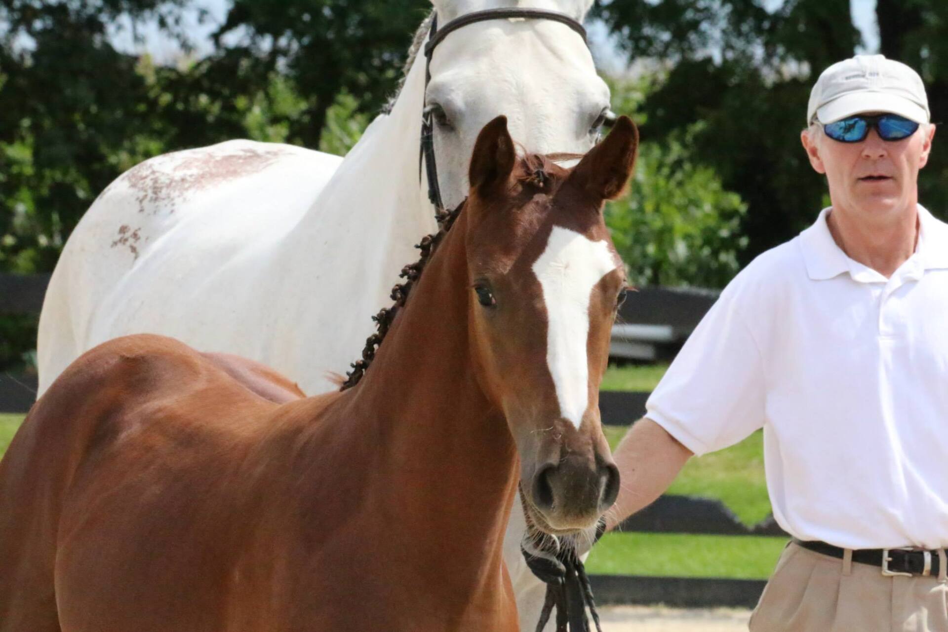 tievoli farm inc memories gallery