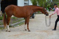 tievoli farm inc heide and mia