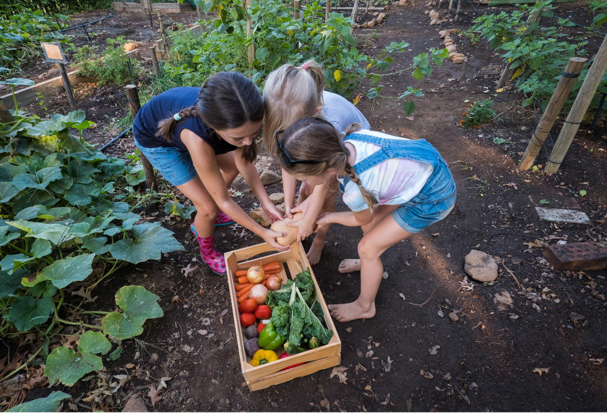 Three young girls are picking vegetables from a wooden box in a garden. Eden Creative Arts - Private Christian Micro School 