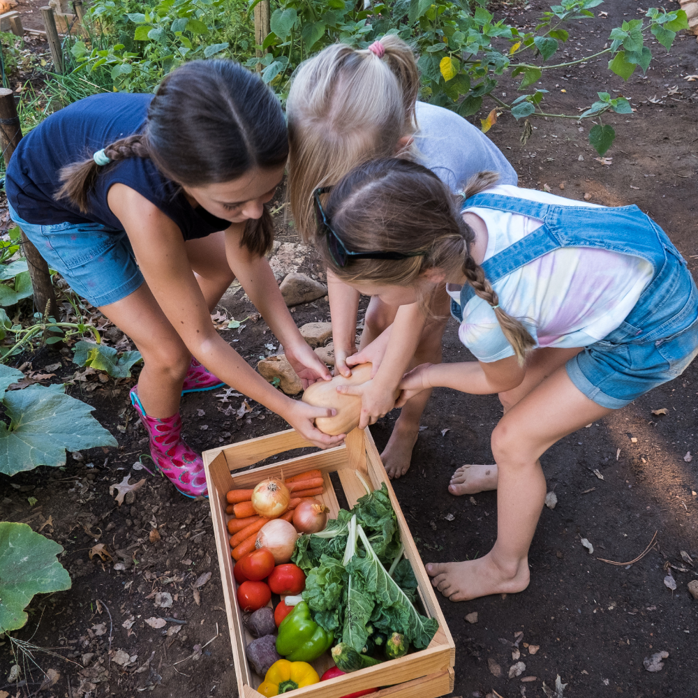Three young girls are picking vegetables from a wooden box in a garden.