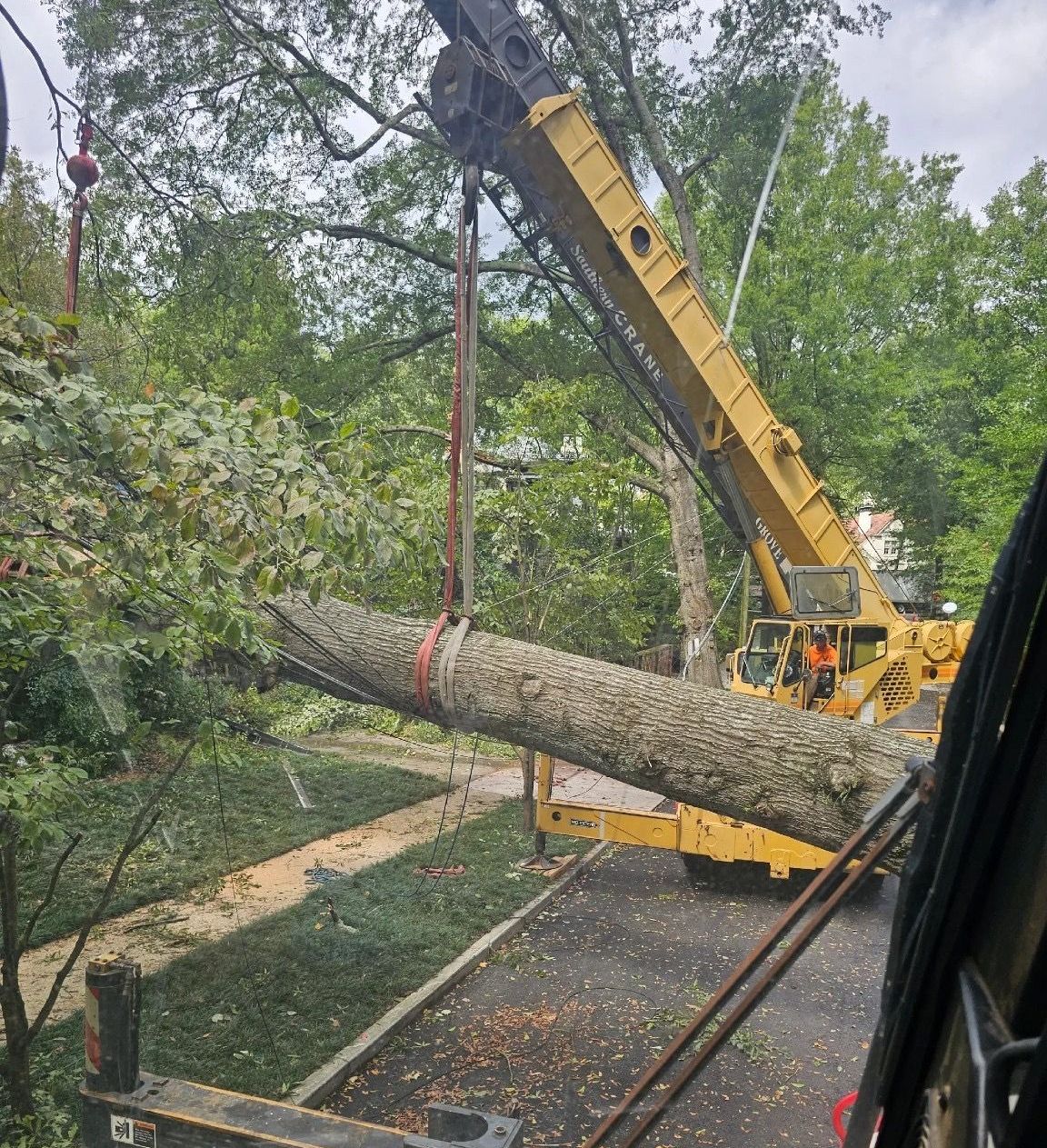 A large tree is being lifted by a crane.