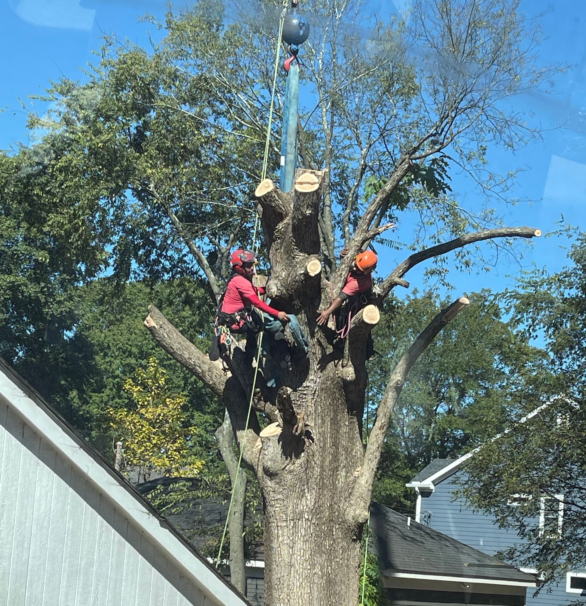 A man in a red jacket is climbing a tree.