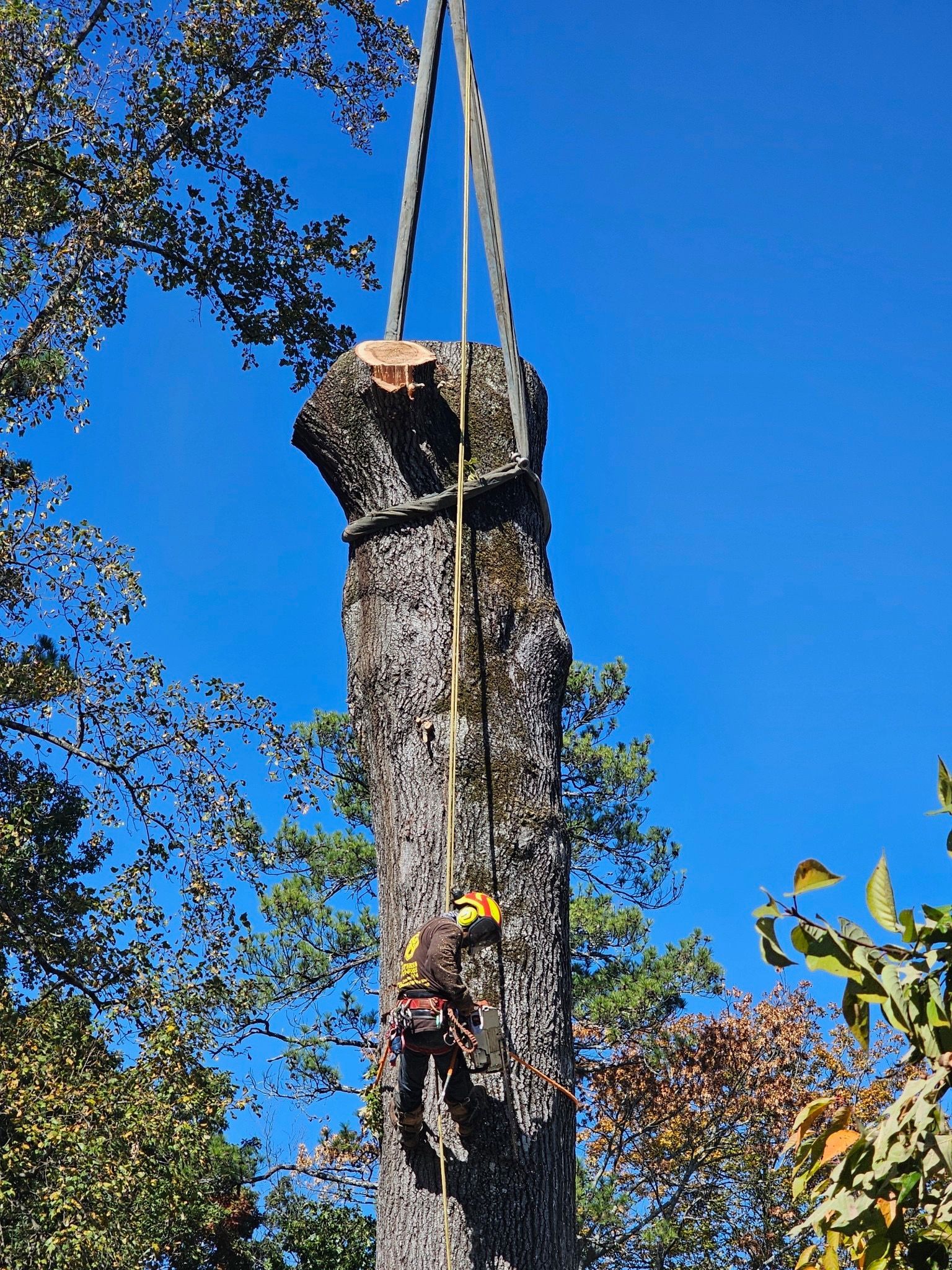 A tree stump is being lifted by a crane.