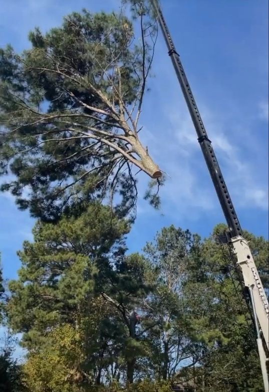 A large tree is being cut down by a crane.