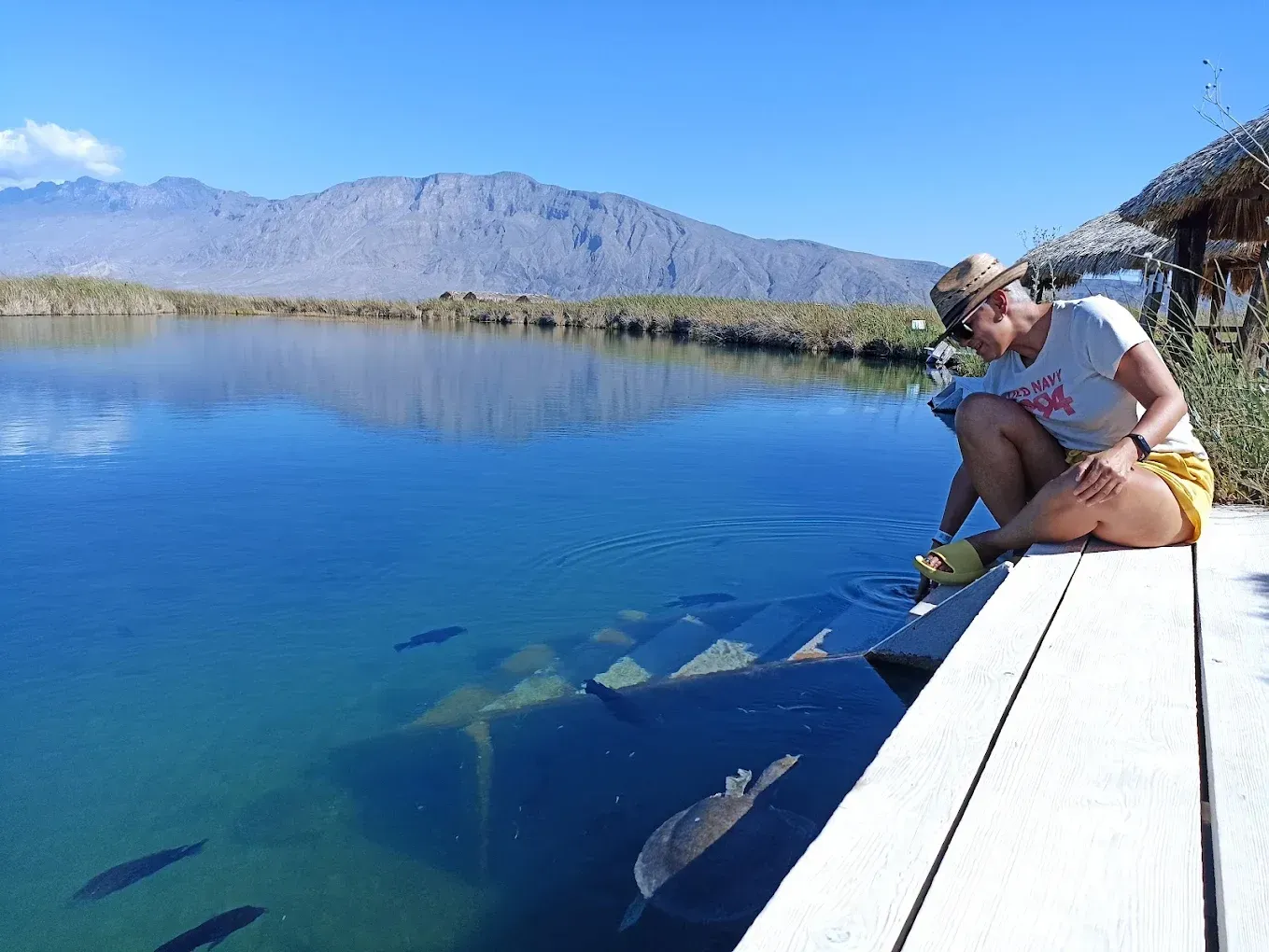 Una mujer está sentada en un muelle mirando peces en un lago.