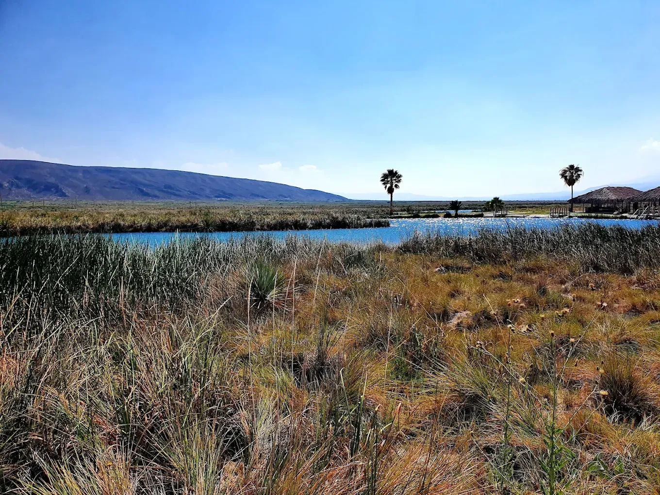 Un gran cuerpo de agua está rodeado de hierba alta y palmeras.