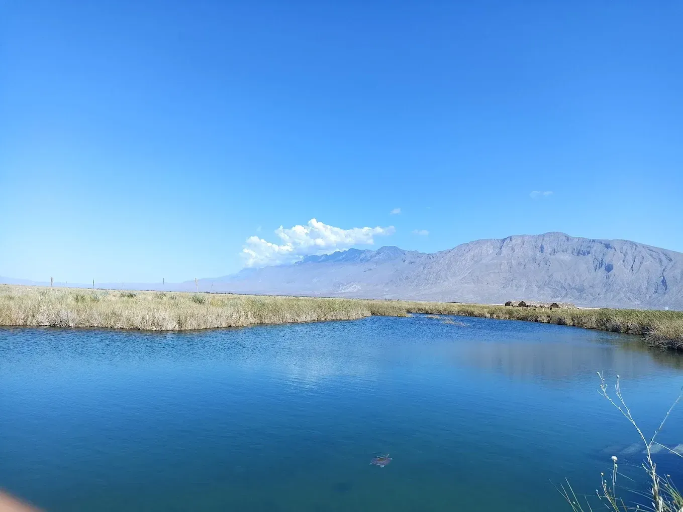 Un pequeño estanque en medio de un campo con montañas al fondo.