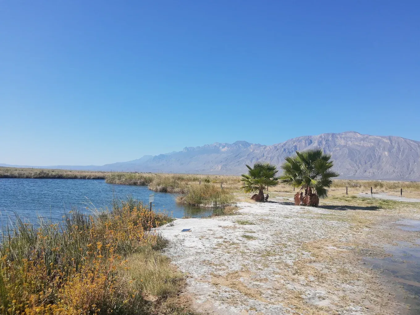 Hay dos palmeras en la orilla de un lago con montañas al fondo.