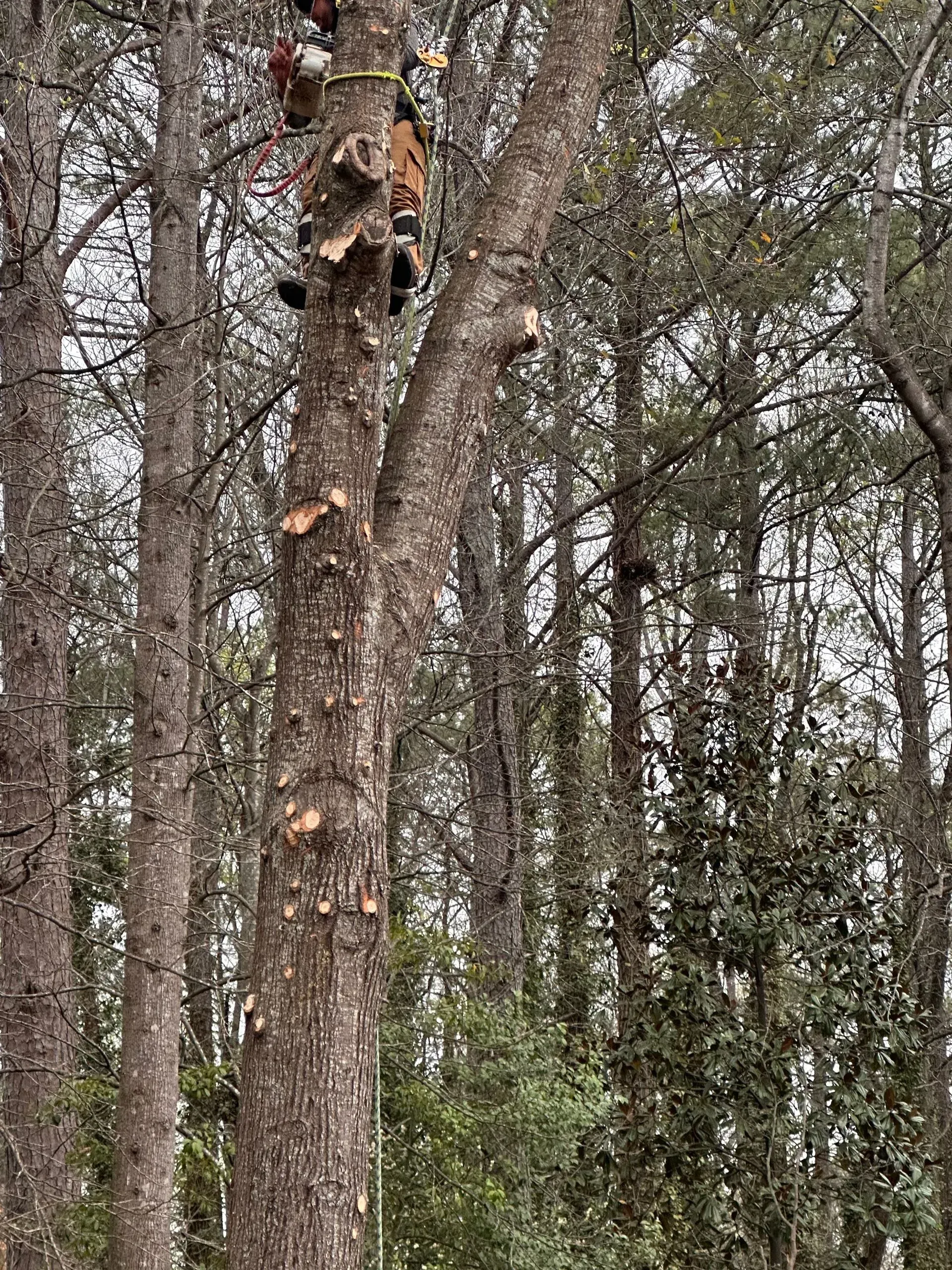 A man is climbing a tree in the woods with a chainsaw.