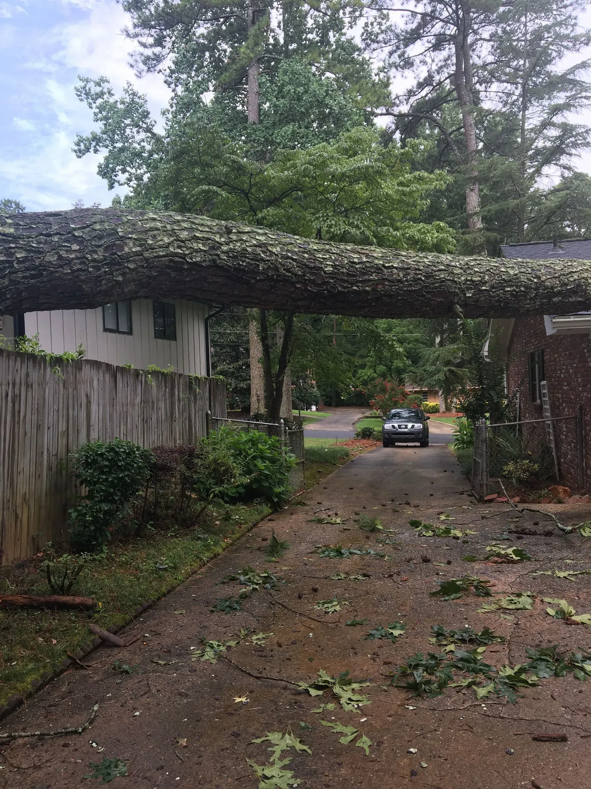 A large tree branch is hanging over a driveway.