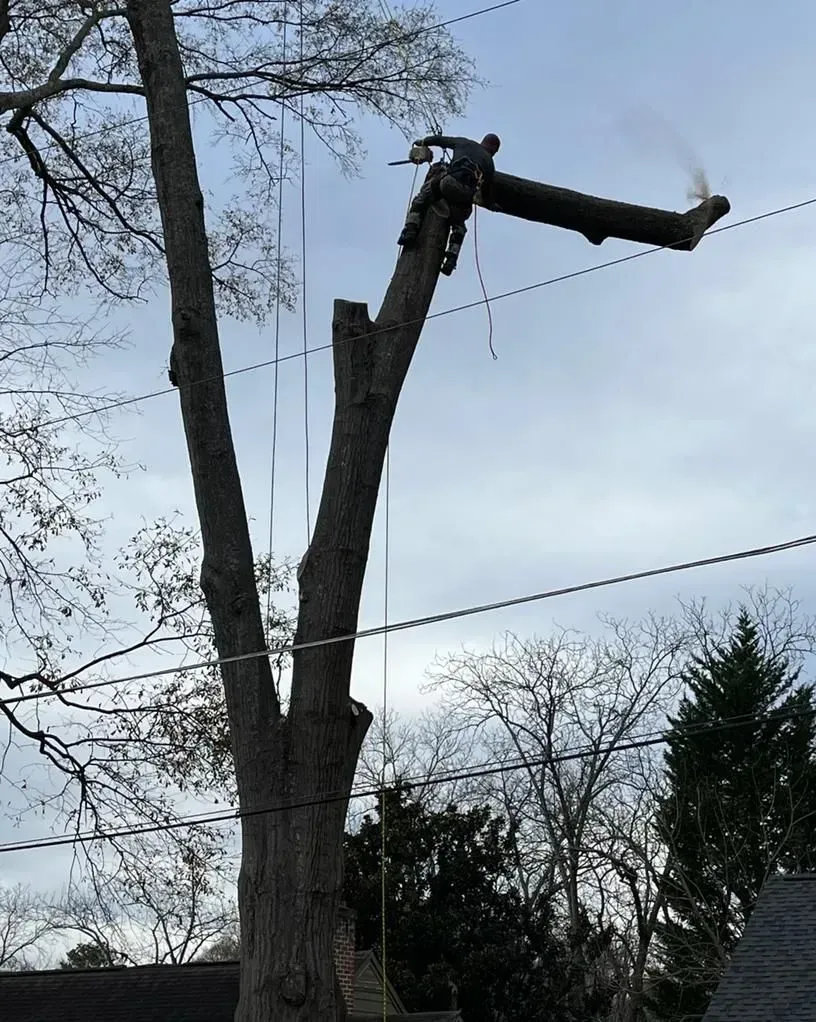A tree is being cut down with a chainsaw.