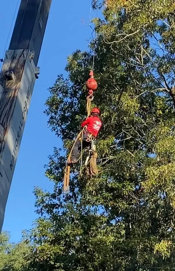 A man is hanging from a crane in a tree.