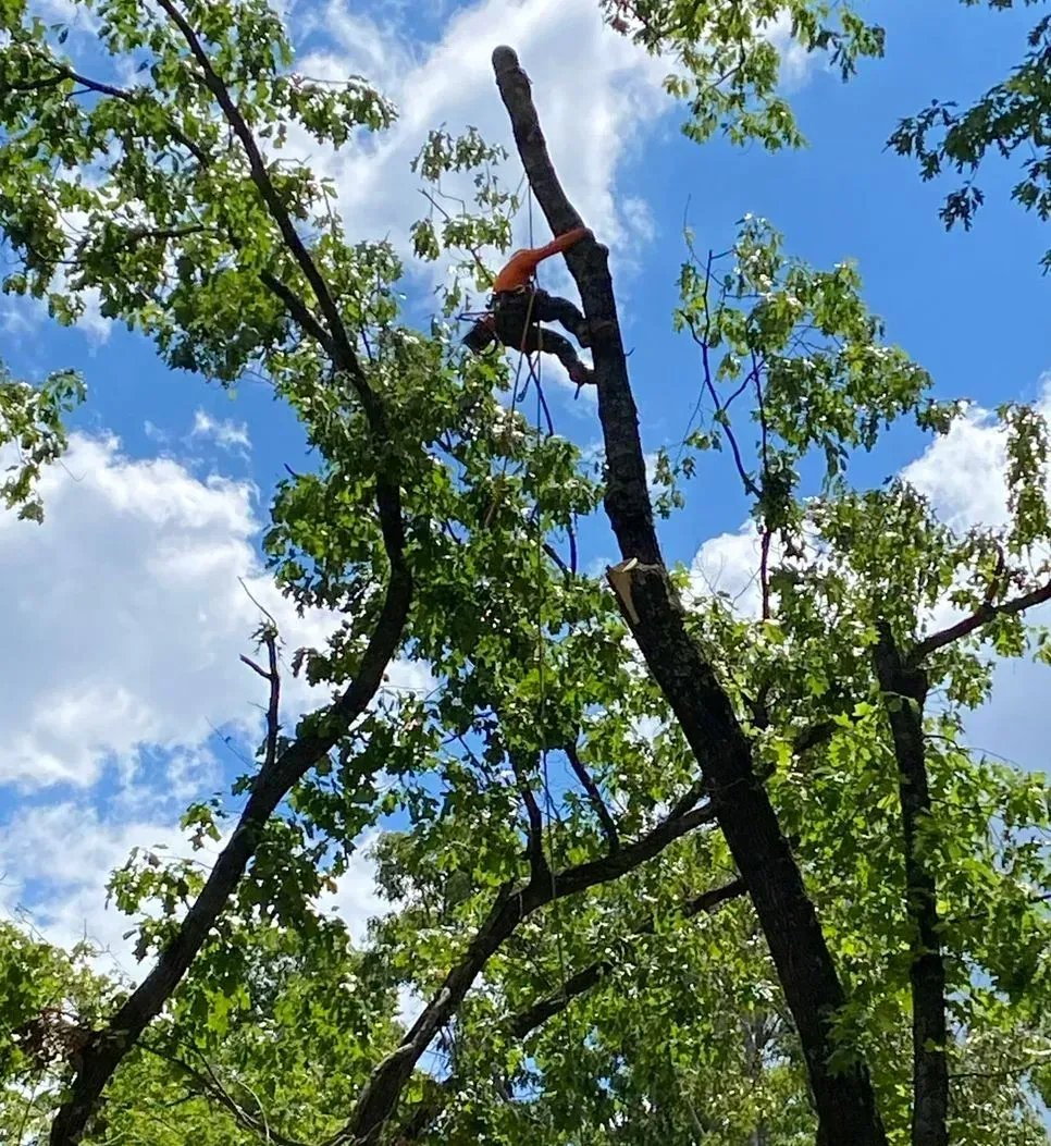 A man is climbing a tree with a chainsaw.