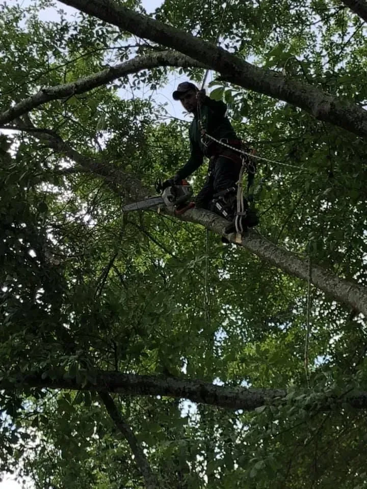 A man is cutting a tree branch with a chainsaw.