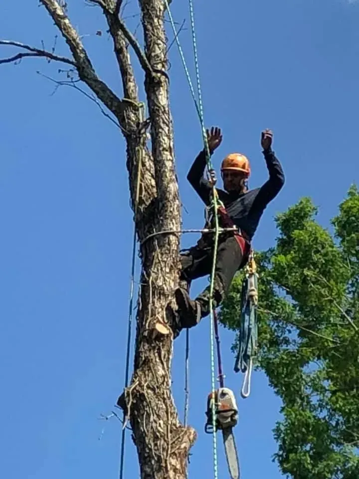 A man is climbing a tree with a chainsaw.