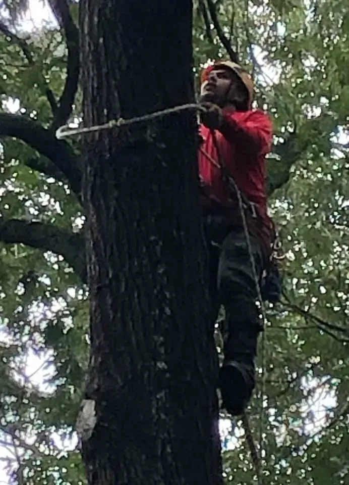 A man is climbing up a tree with a rope.
