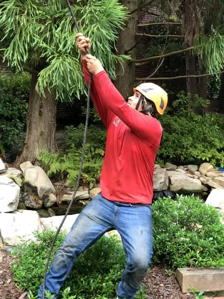 A man wearing a helmet is climbing a tree with a rope.
