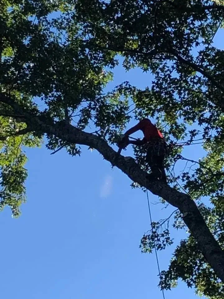 A man in a red shirt is cutting a tree branch
