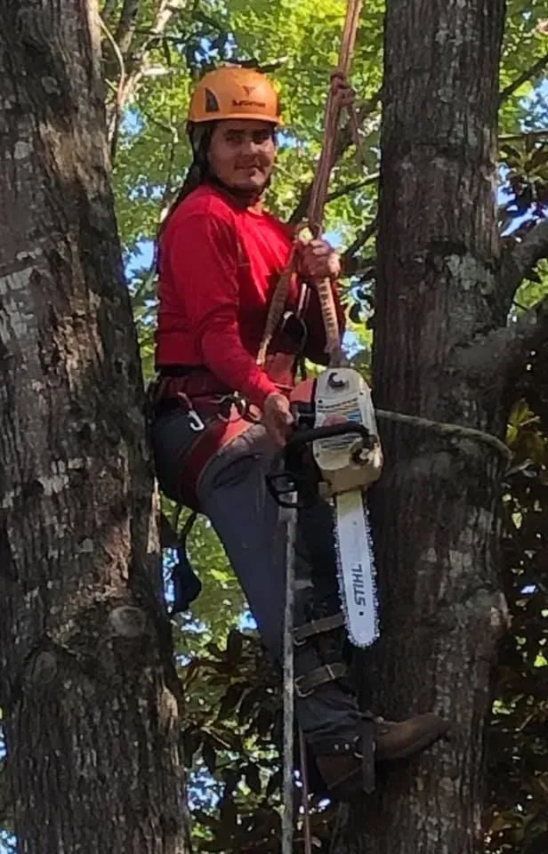 A man is climbing a tree with a chainsaw.