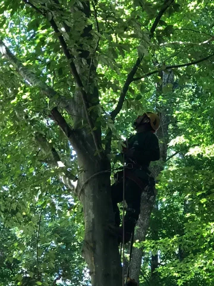 A man is climbing up a tree with a rope.