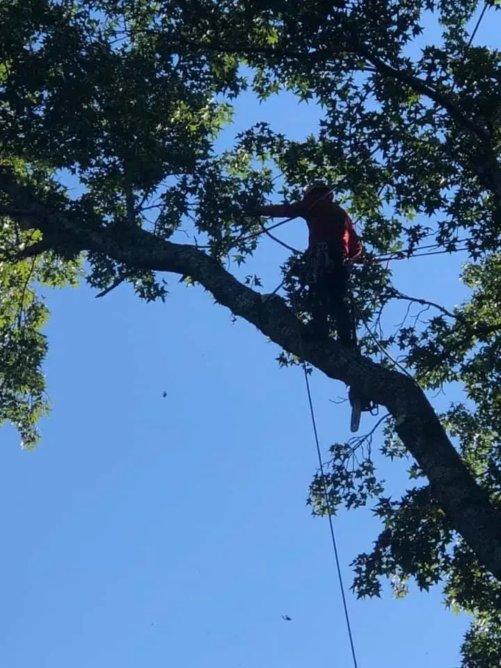 A man in a red jacket is climbing a tree