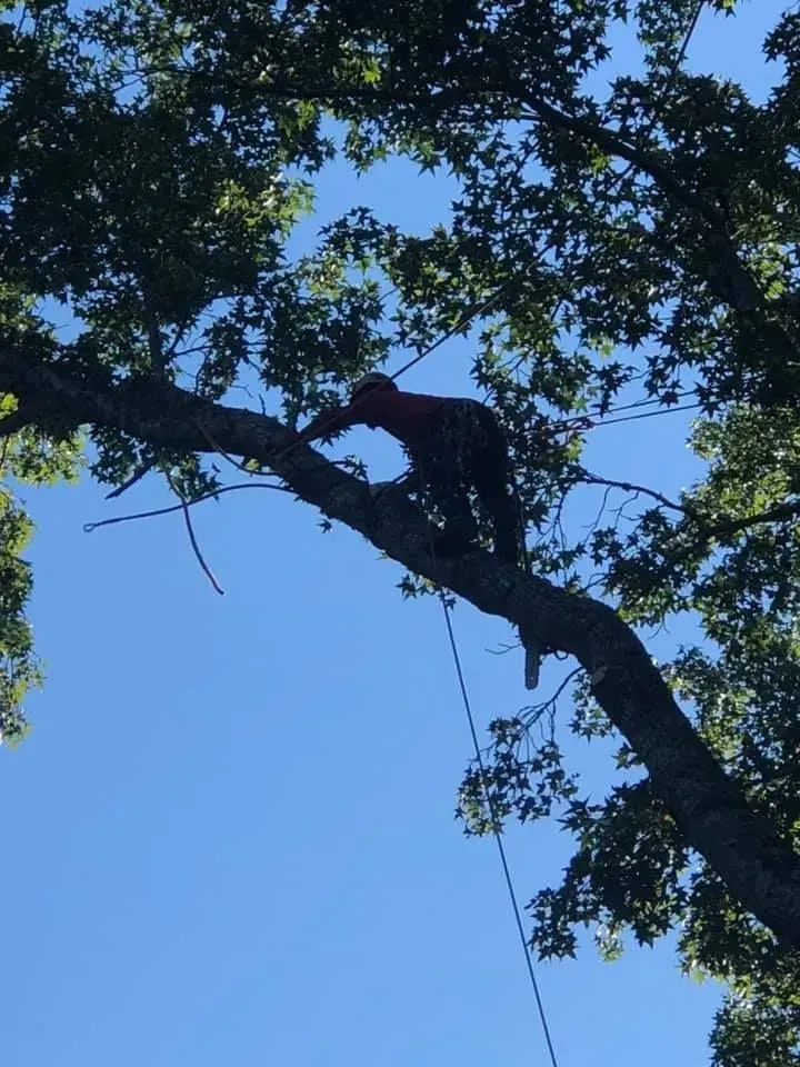 A person is climbing a tree branch with a blue sky in the background