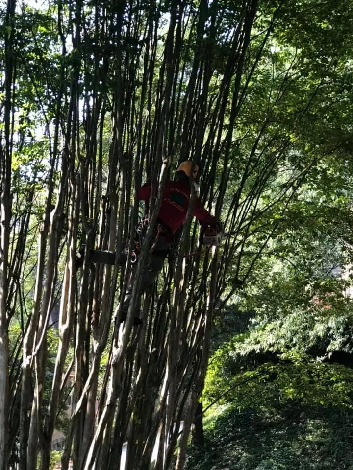 A person is climbing up a tree with lots of branches.