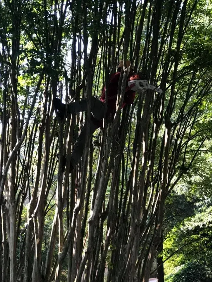 A person is climbing a tree in the woods.
