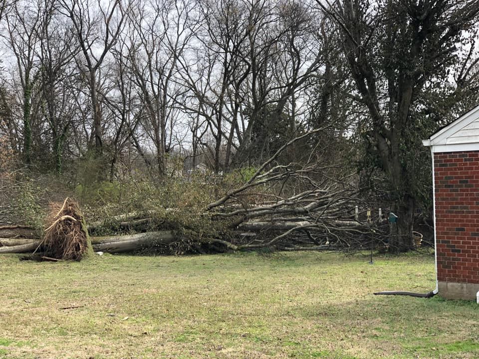 A fallen tree in a field next to a brick building.