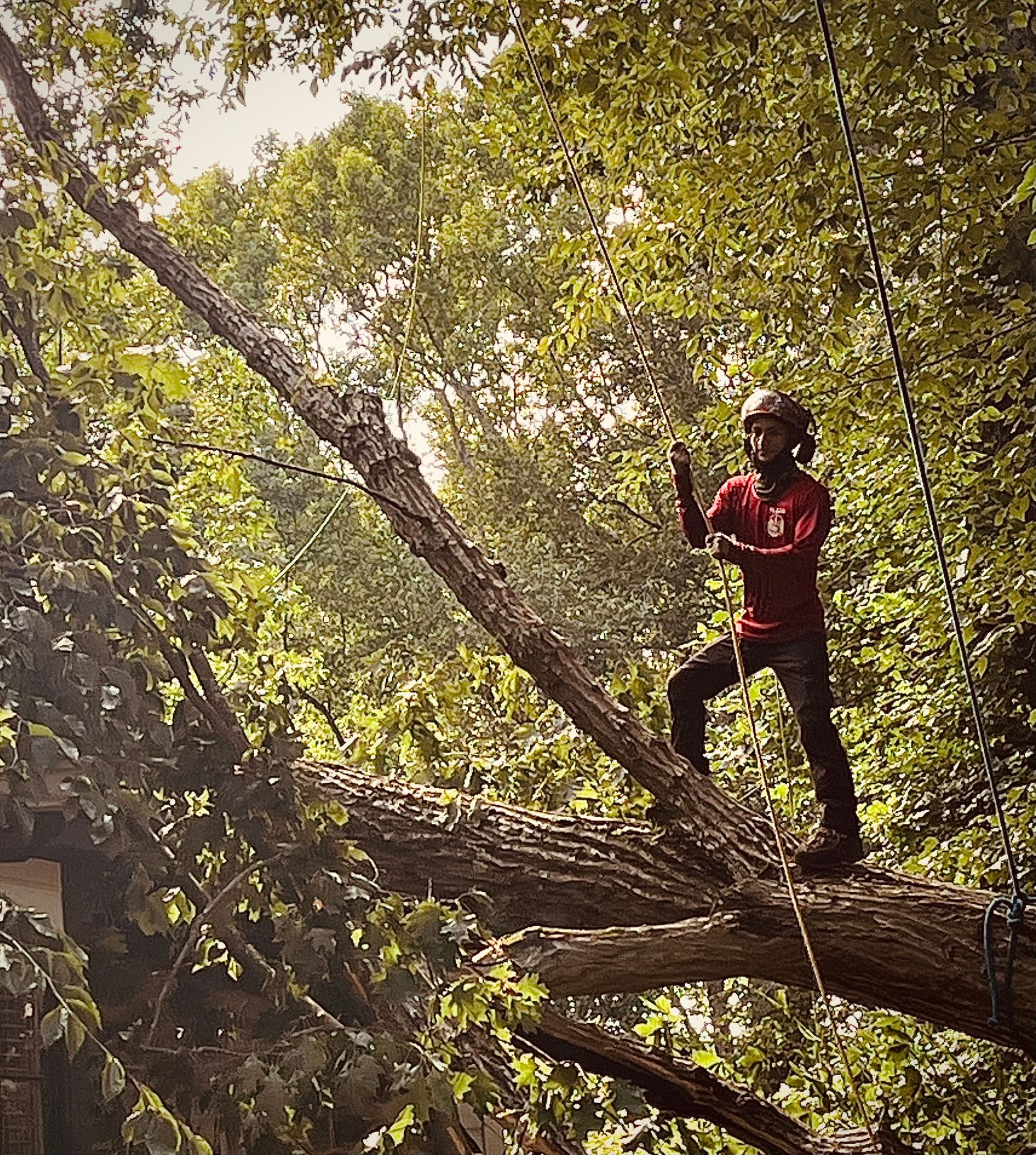 A man is climbing a tree with a chainsaw.