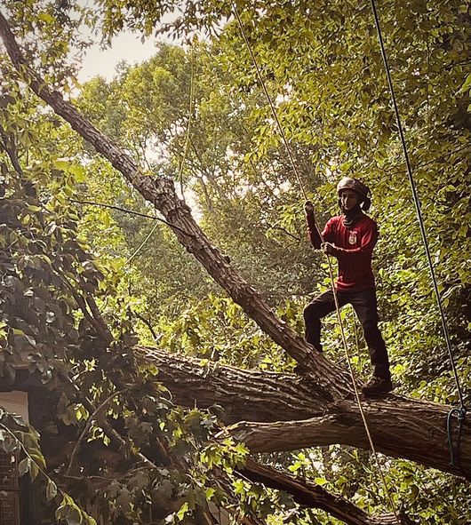 A man is climbing a tree with a chainsaw.