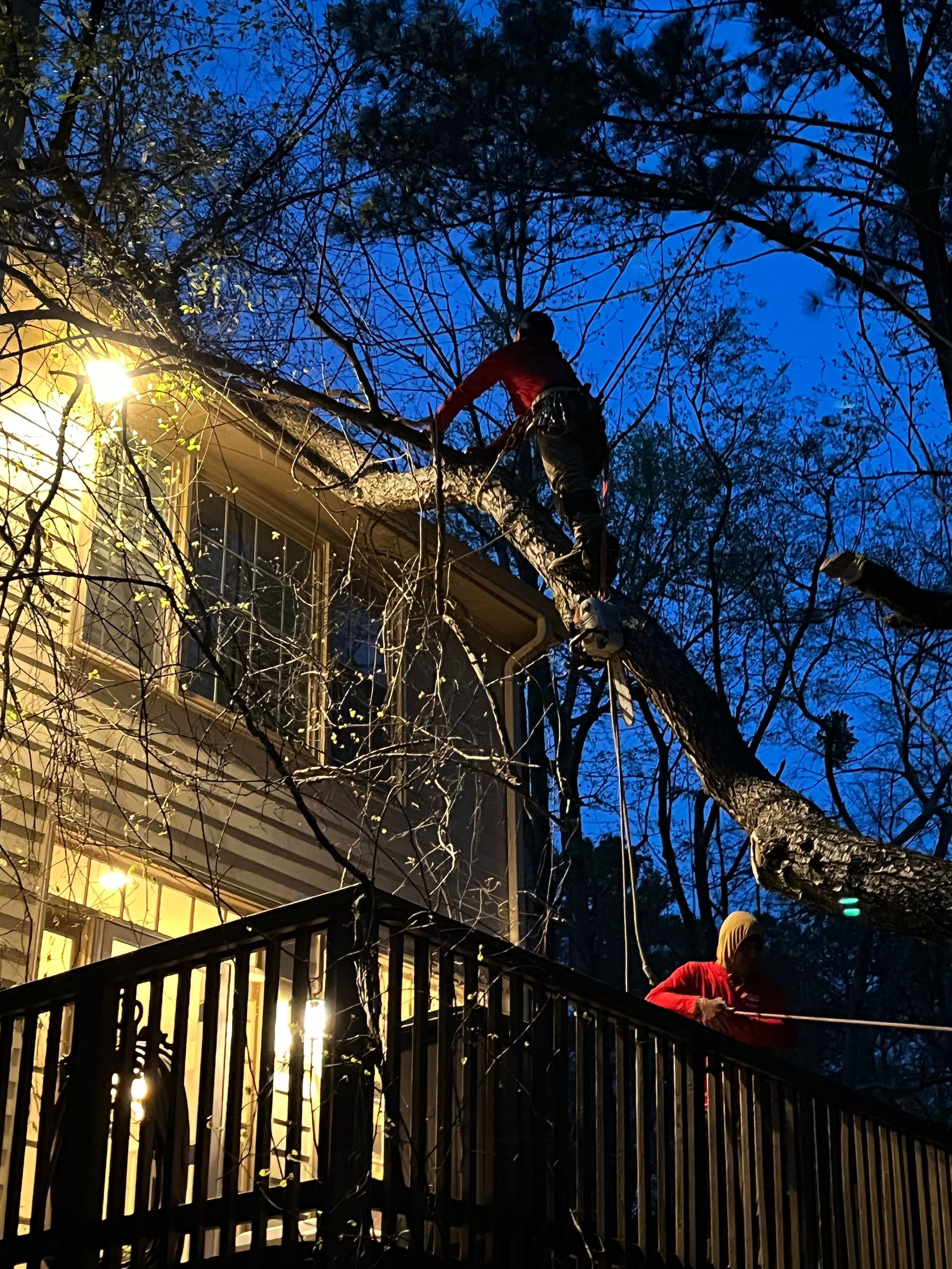 A man is climbing a tree with a chainsaw.