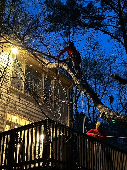 A man is climbing a tree with a chainsaw.