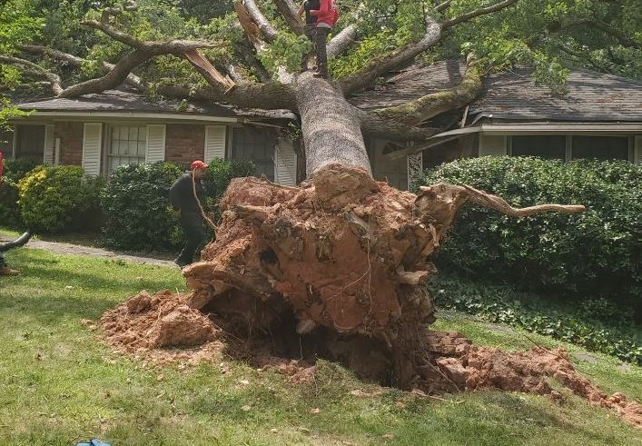 Fallen tree next to a house with exposed roots and two people working on it.