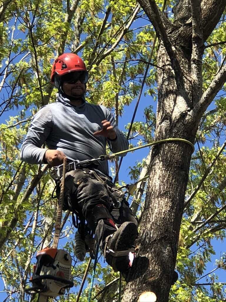 A man is climbing a tree with a chainsaw.