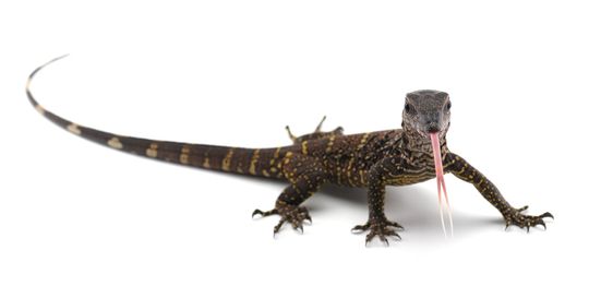 Exotic — Black Roughneck Monitor Lizard in South Gate, CA
