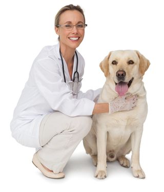 Specialty — Female Vet Playing With Labrador Dog in South Gate, CA