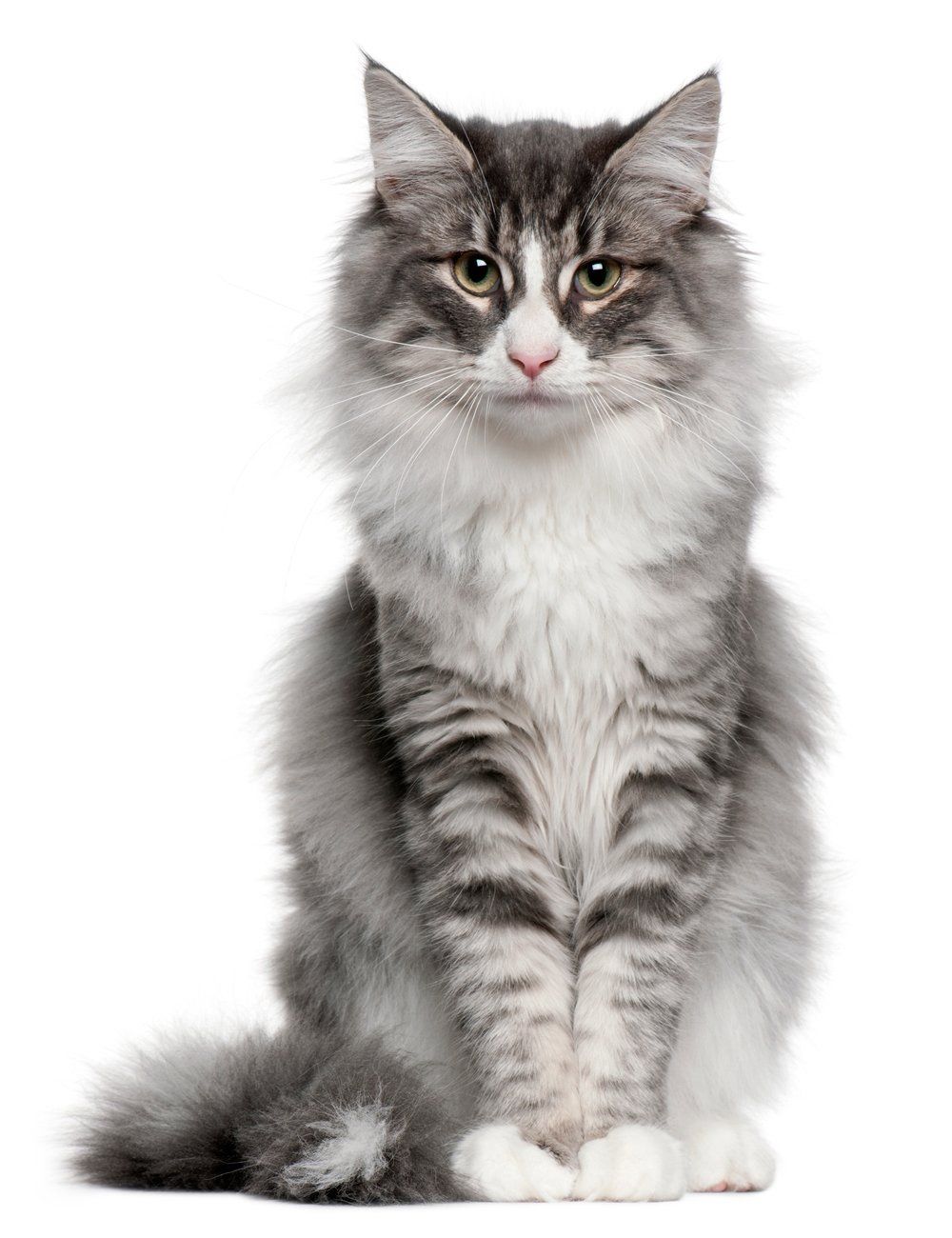 Animal — Norwegian Forest Cat in South Gate, CA