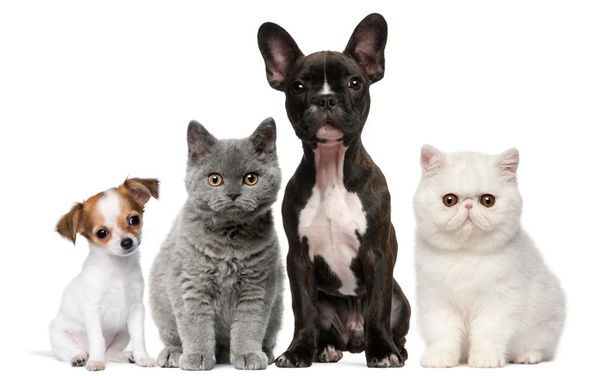 Veterinarian — Group Of Dogs And Cats Sitting in South Gate, CA