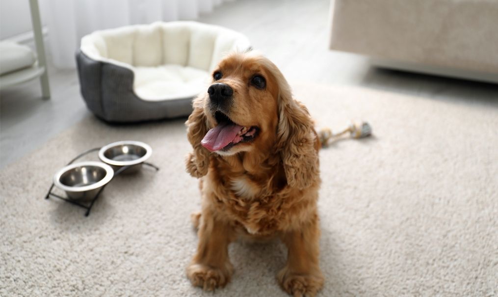 Dedicated Pet-Friendly Concierge Services