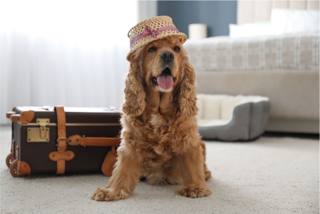 Why Choose a Pet-Friendly Hotel?