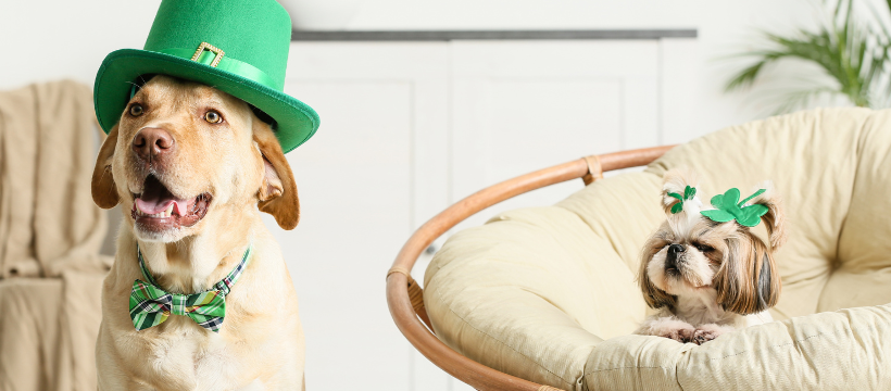 Two dogs dressed for St. Patrick's Day