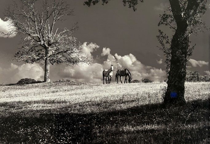 A black and white photo of two horses in a field