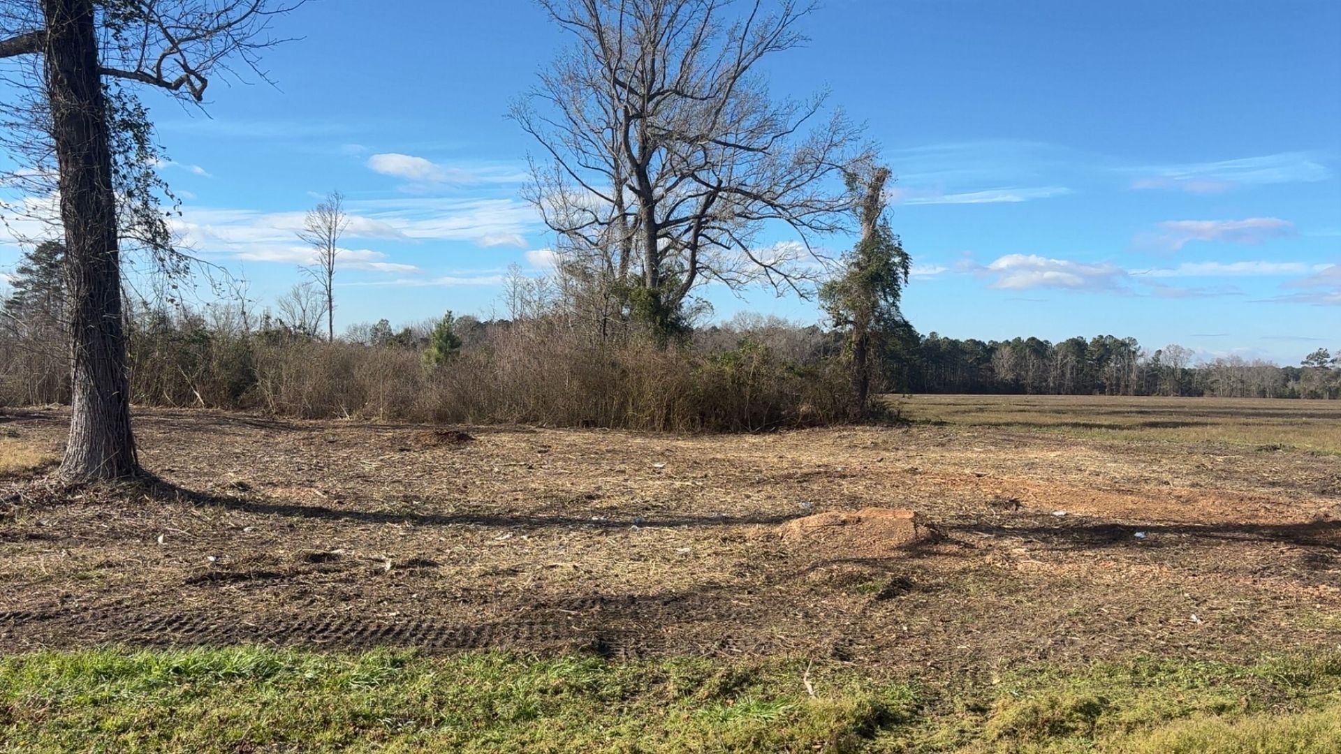 Leafless trees in a dry field under a blue sky, with scattered brush and open land.