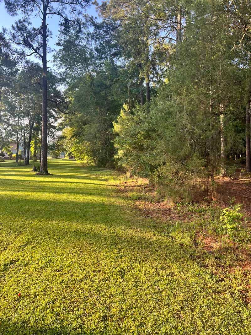 Sunlit grassy park with tall trees and dense shrubs along the right side