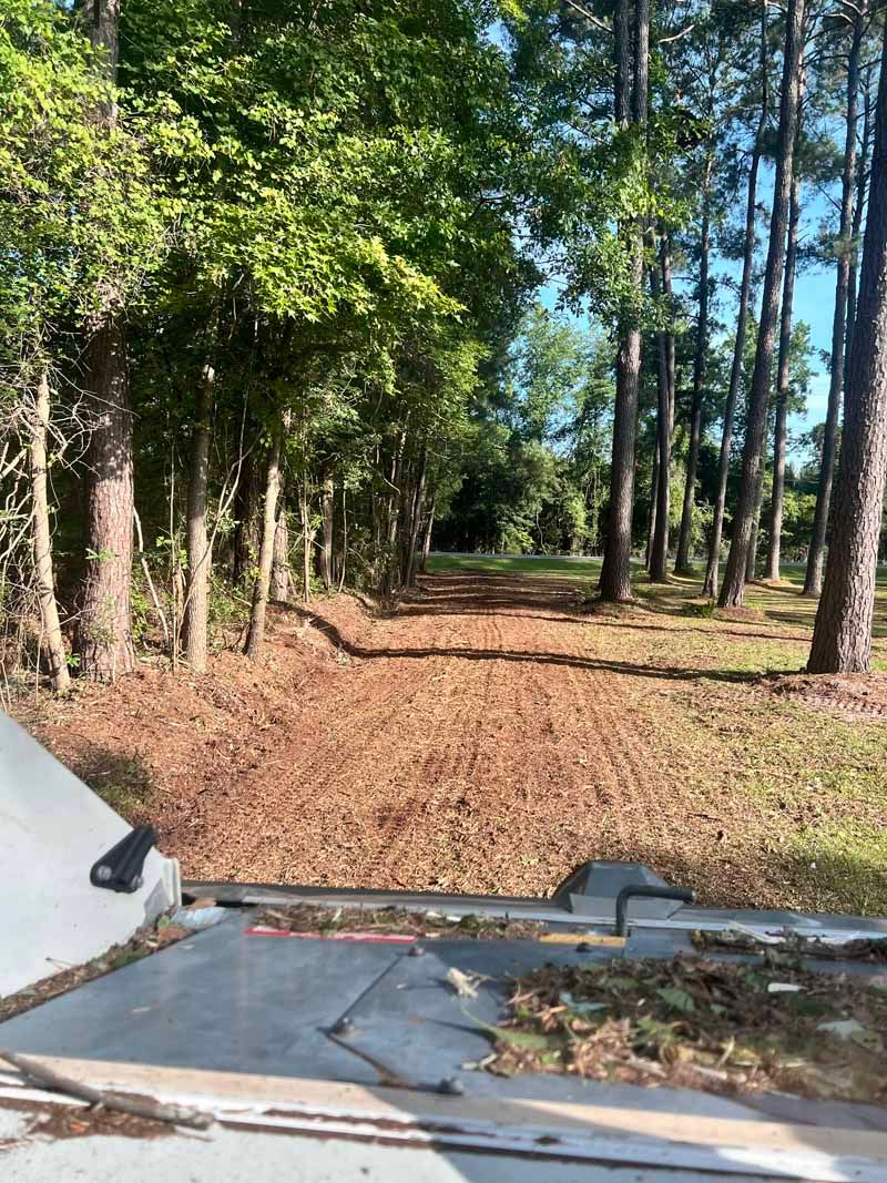 Wooded path with tall trees and a leaf-covered ground, viewed from a concrete edge.