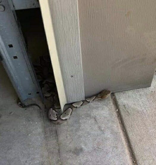 A snake is crawling out of a garage door.