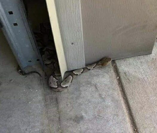 A snake is crawling out of a garage door.