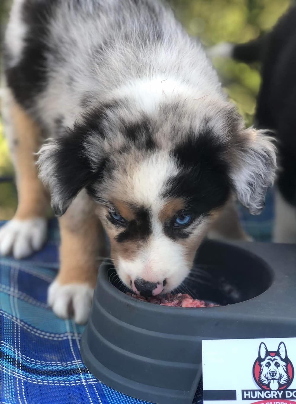 Puppy Eating Raw Food on a Puppy Bowl — Hungry Dog Pet Supplies in Deeragun, QLD
