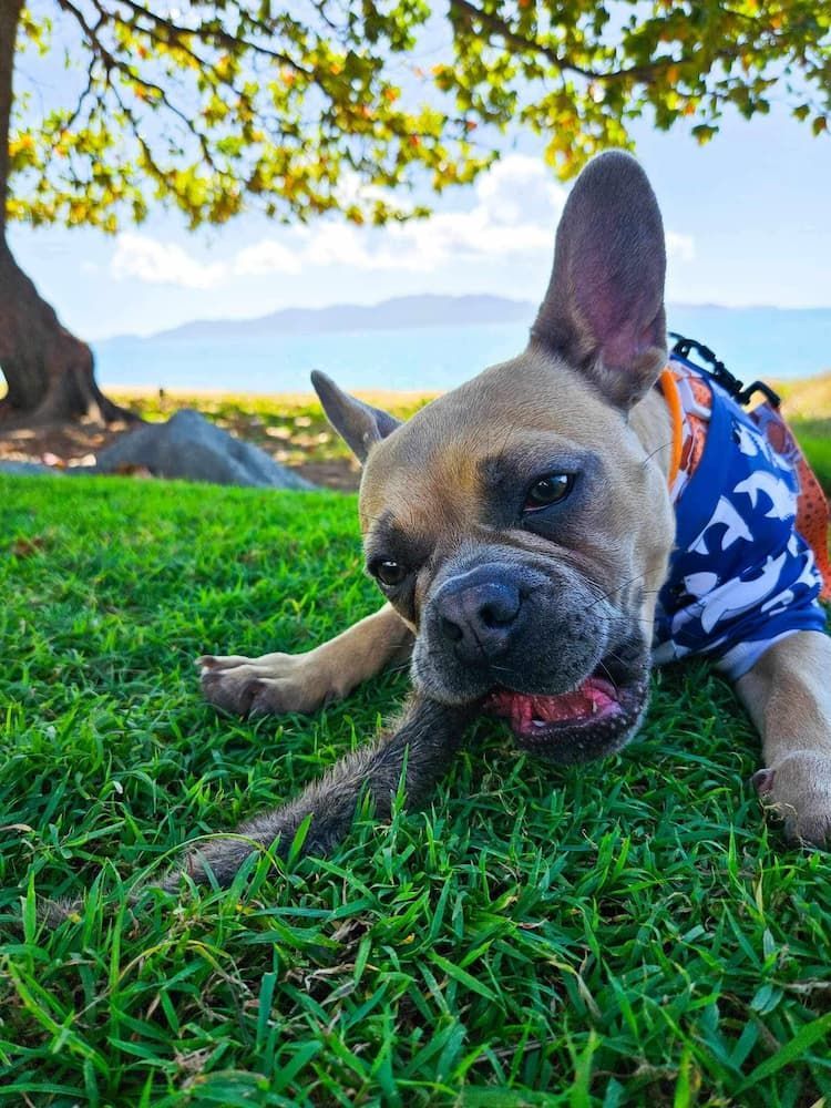 Dog Wearing a Camouflage Shirt Laying Down on a Grass — Hungry Dog Pet Supplies in Deeragun, QLD